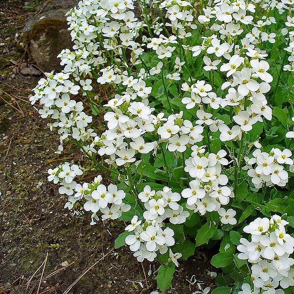 Arabis Caucasica Alpinum in the GardenTags plant encyclopedia Rock Cress White in the GardenTags plant encyclopedia