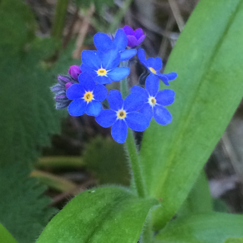 Myosotis sylvatica Blue Ball in the GardenTags plant encyclopedia Forget-me-not Blue Ball in the GardenTags plant encyclopedia