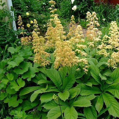 Rodgersia pinnata Superba in the GardenTags plant encyclopedia Featherleaf Rodgersia in the GardenTags plant encyclopedia