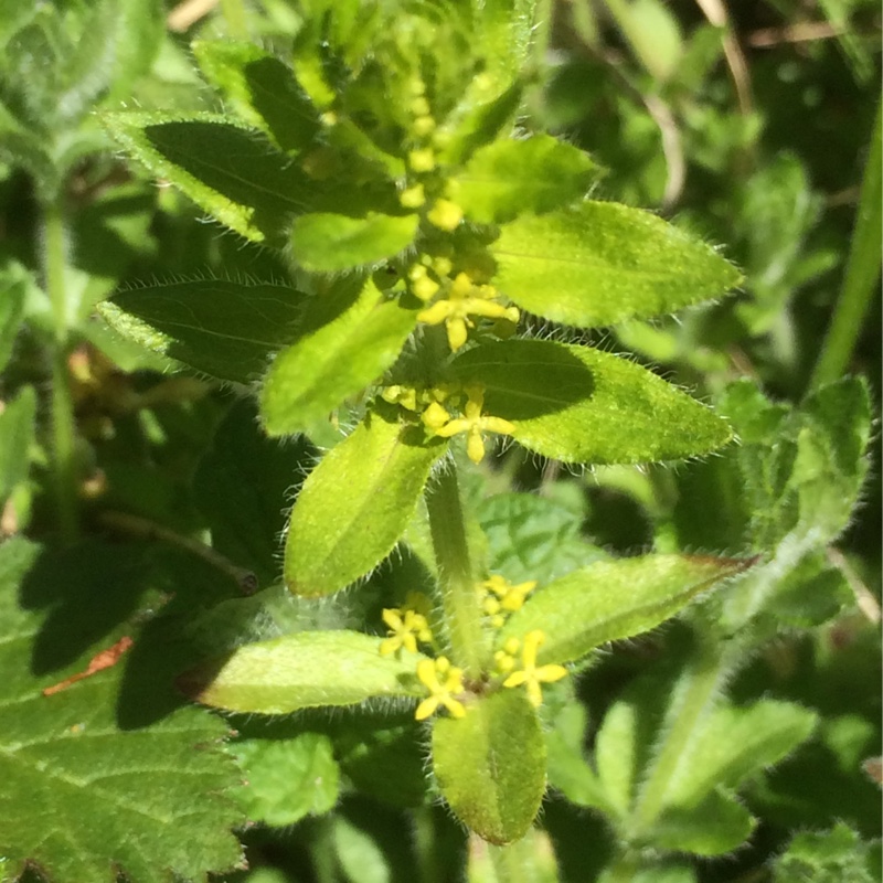 Cruciata laevipes syn. Galium cruciata. in the GardenTags plant encyclopedia Crosswort in the GardenTags plant encyclopedia