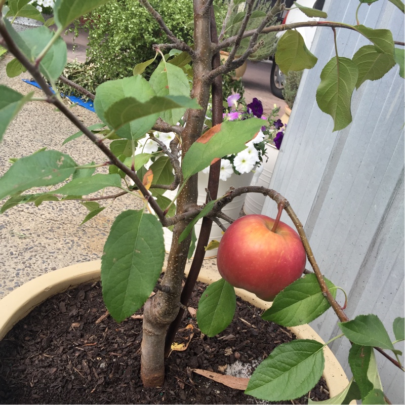 Malus domestica Fuji in the GardenTags plant encyclopedia Apple Fuji in the GardenTags plant encyclopedia