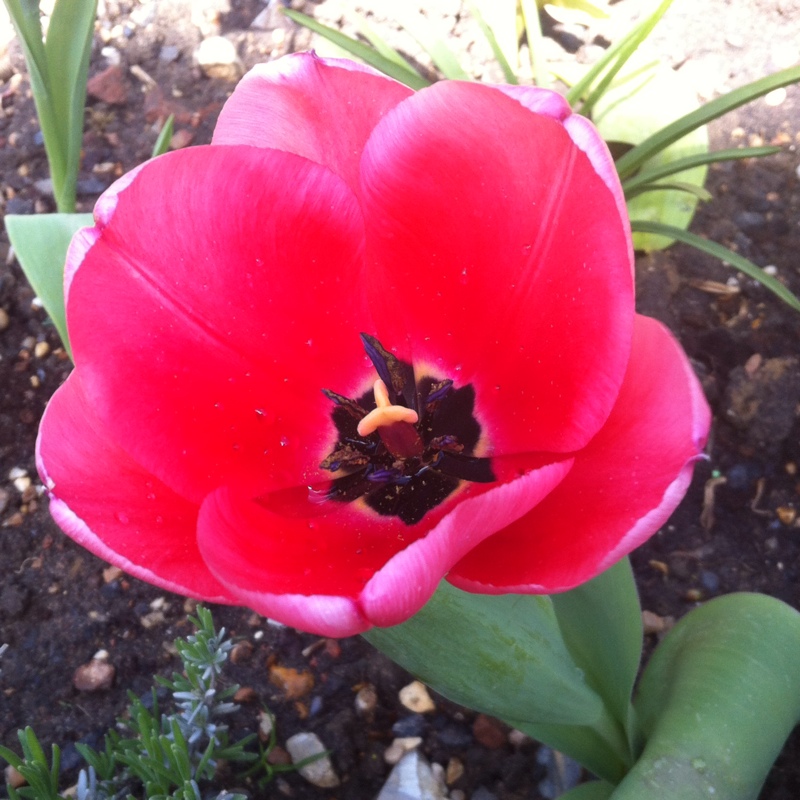 Tulipa Salmon Impression in the GardenTags plant encyclopedia Tulip Salmon Impression (Darwin Hybrid) in the GardenTags plant encyclopedia