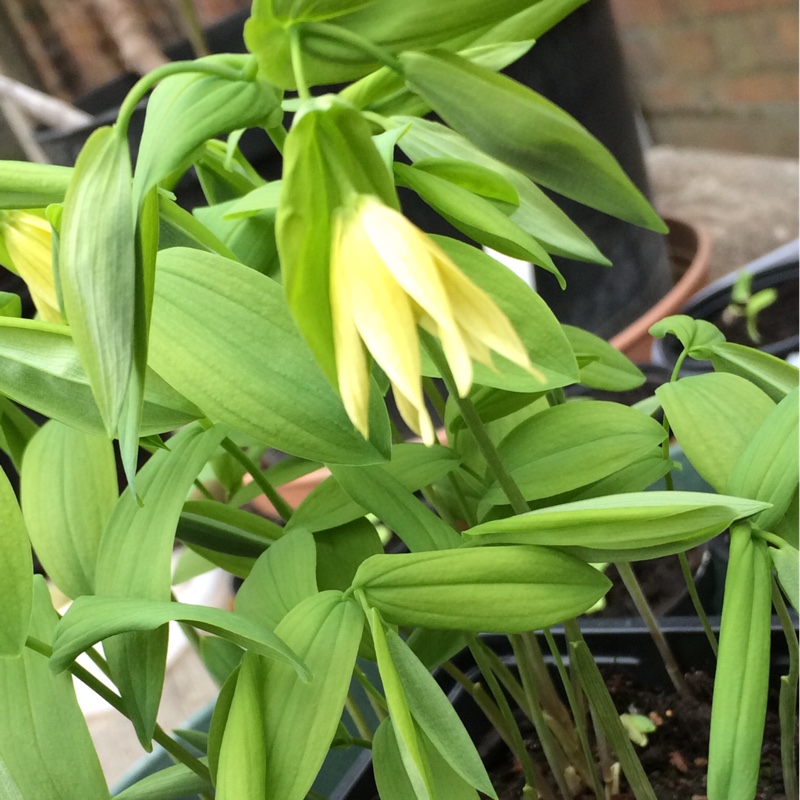 Uvularia perfoliata in the GardenTags plant encyclopedia Merrybells in the GardenTags plant encyclopedia