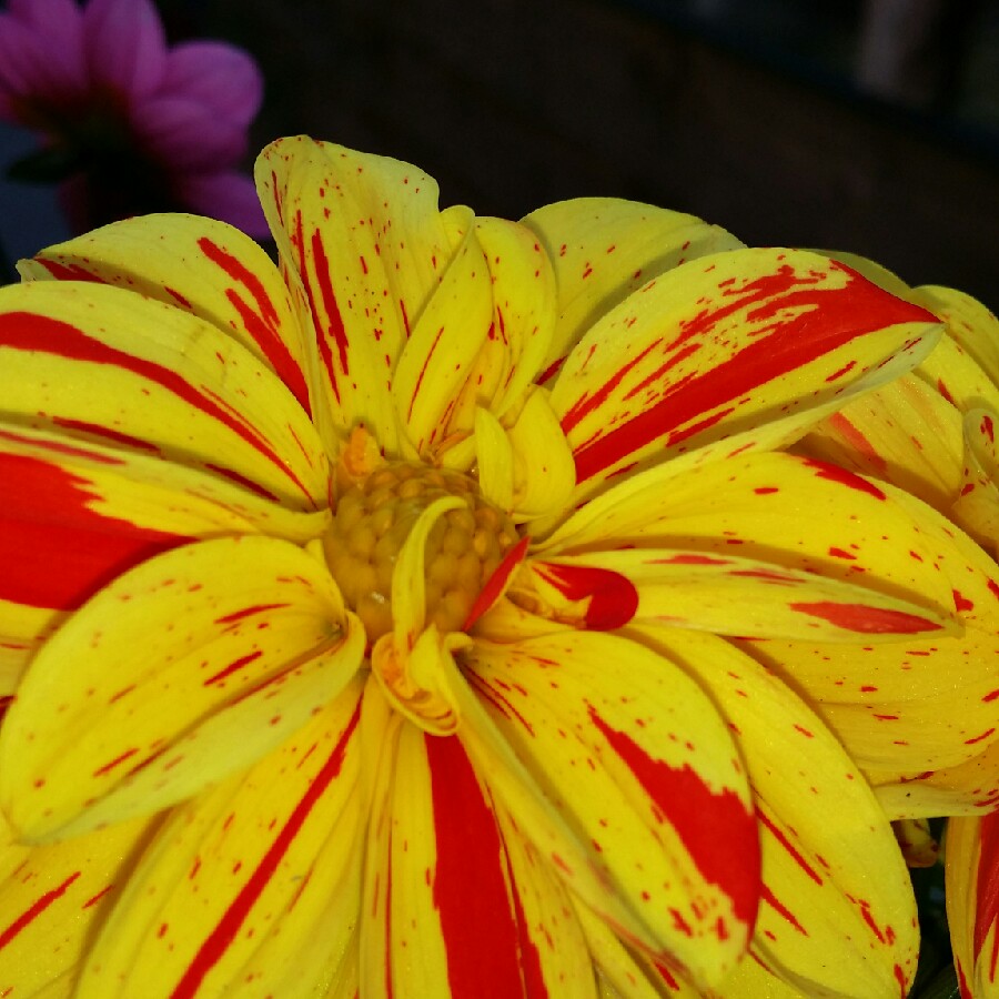 Dahlia Kelly in the GardenTags plant encyclopedia Dahlia Kelly in the GardenTags plant encyclopedia