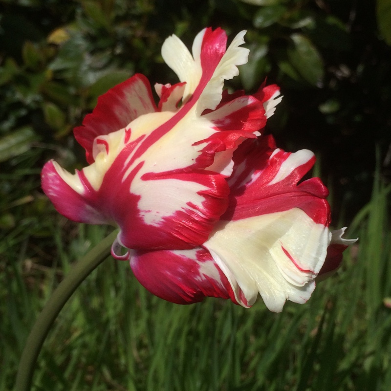 Tulipa 'Estella Rijnveld', Tulip 'Estella Rijnveld' (Parrot) in ...