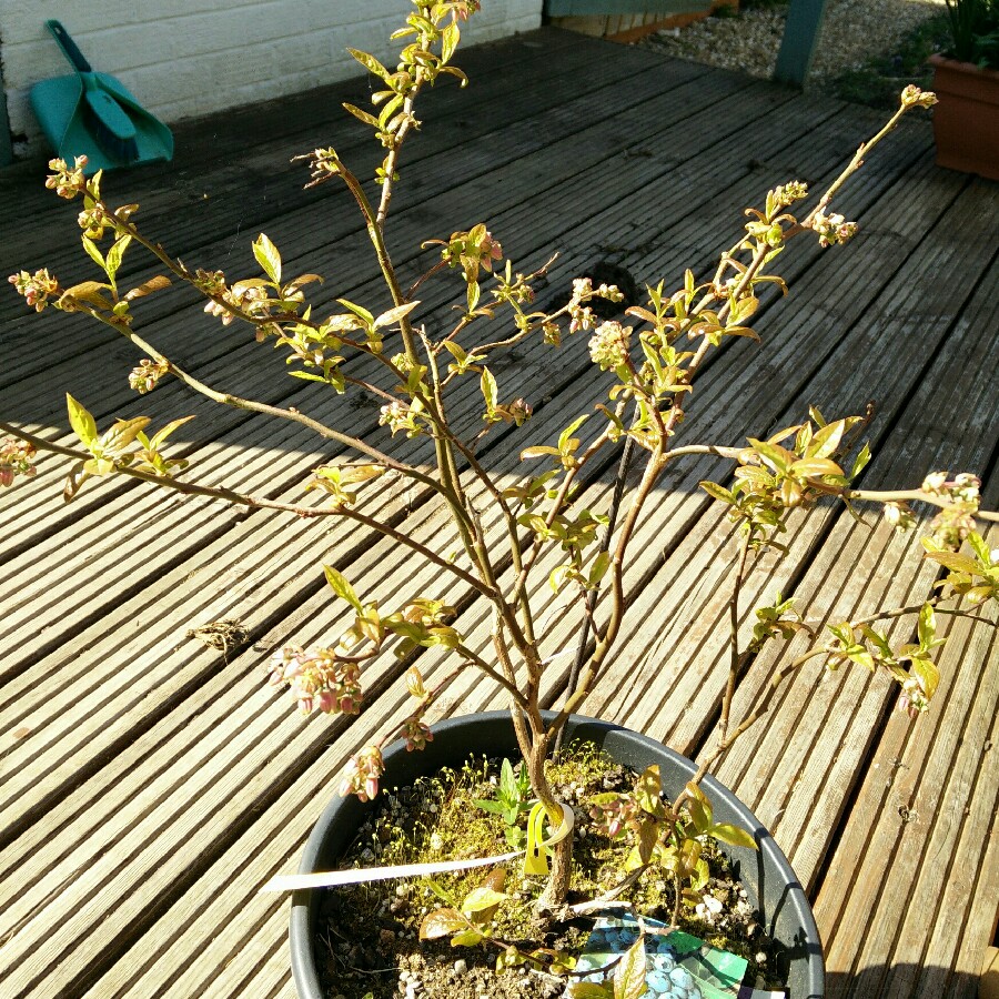 Vaccinium corymbosum Duke in the GardenTags plant encyclopedia Blueberry Duke in the GardenTags plant encyclopedia