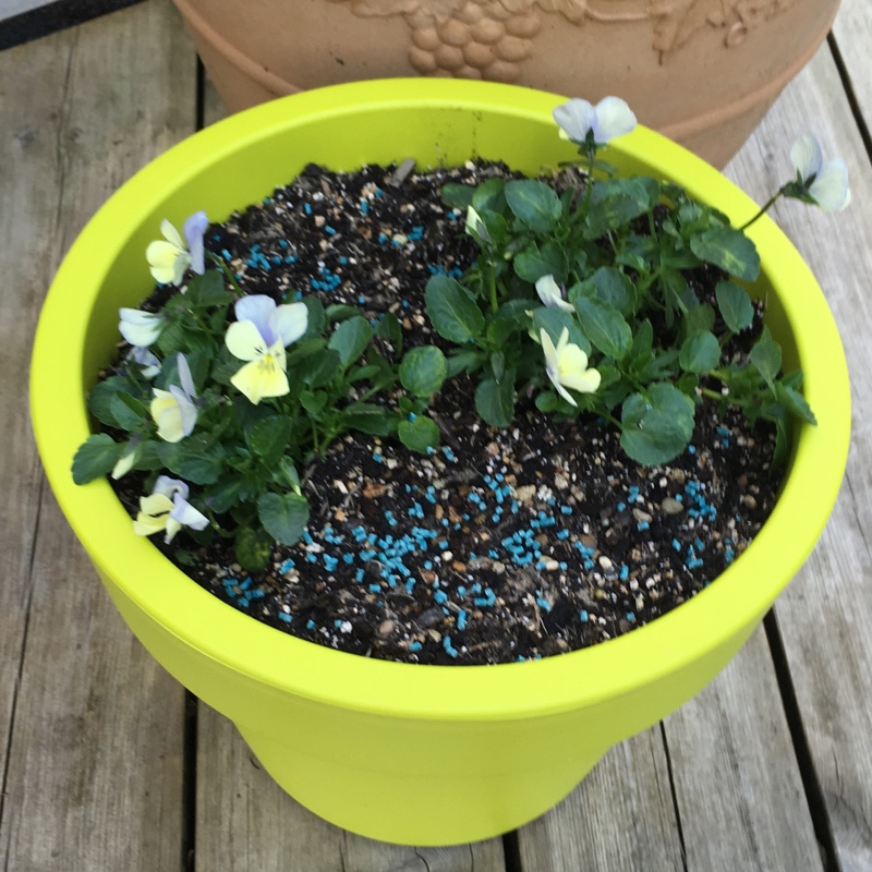 Viola Blue Moon in the GardenTags plant encyclopedia Horned Pansy Blue Moon in the GardenTags plant encyclopedia
