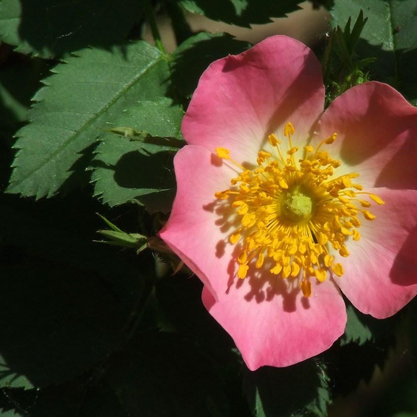 Rosa Villosa syn. R. pomifera in the GardenTags plant encyclopedia Rose Villosa in the GardenTags plant encyclopedia