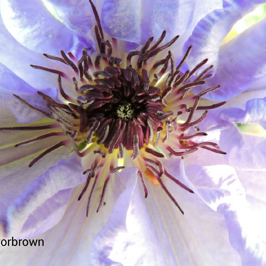 Clematis William Kennett in the GardenTags plant encyclopedia Clematis William Kennett in the GardenTags plant encyclopedia
