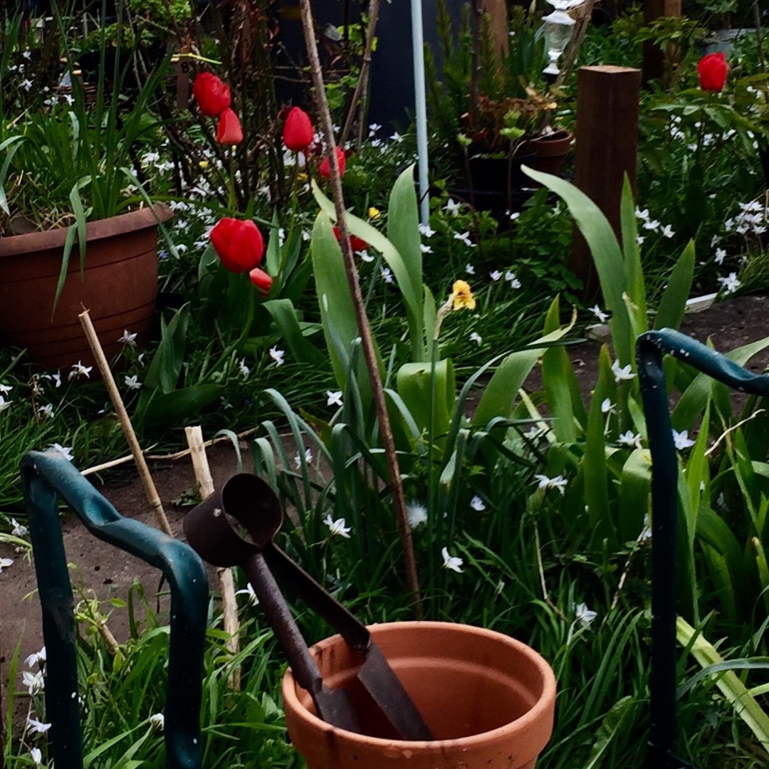 Tulipa Esperanto in the GardenTags plant encyclopedia Tulip Esperanto (Viridiflora) in the GardenTags plant encyclopedia