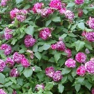 Rosa Commandant Beaurepaire in the GardenTags plant encyclopedia Old Rose Commandant Beaurepaire in the GardenTags plant encyclopedia