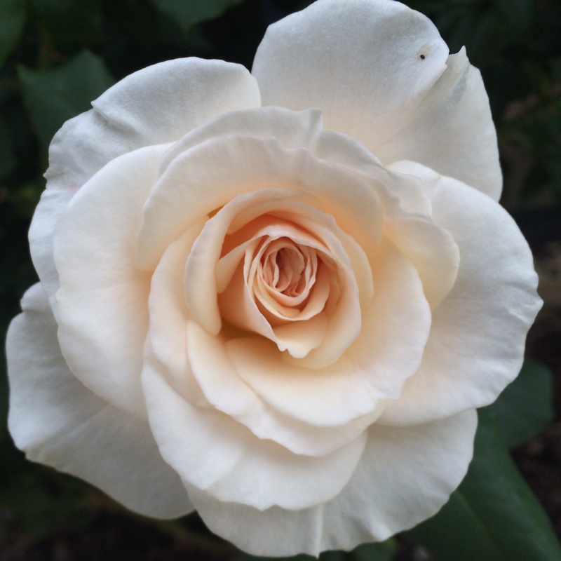 Rose French Lace in the GardenTags plant encyclopedia