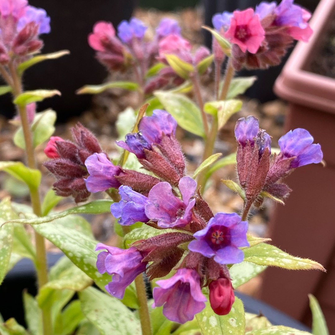 Pulmonaria 'Silver Bouquet' (Lungwort)