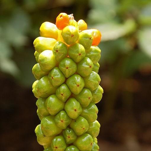 Italian lords and ladies in the GardenTags plant encyclopedia