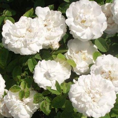 Rosa 'Blanchefleur' syn. Rosa 'Blanche Fleur', Rose 'Blanchefleur'  (Gallica) in GardenTags plant encyclopedia