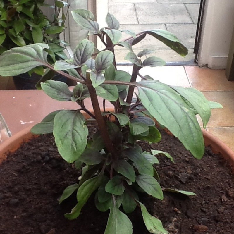 Ocimum African Blue syn. Ocimum basilicum African Blue in the GardenTags plant encyclopedia Basil African Blue in the GardenTags plant encyclopedia