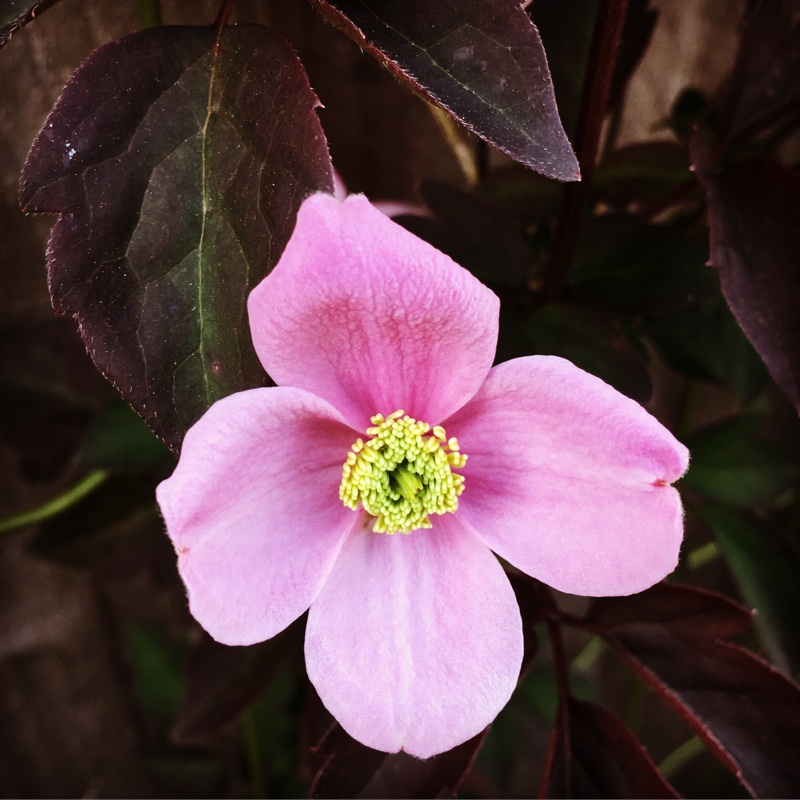 Clematis montana Olga in the GardenTags plant encyclopedia Clematis montana Olga in the GardenTags plant encyclopedia