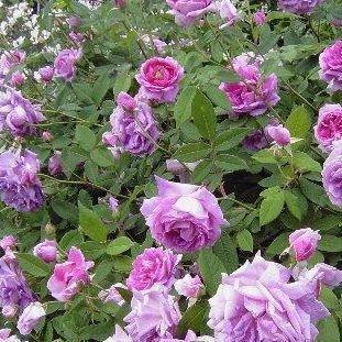Rosa Tour de Malakoff in the GardenTags plant encyclopedia Rose Tour de Malakoff (Centifolia) in the GardenTags plant encyclopedia