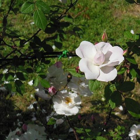 Rosa Venusta Pendula in the GardenTags plant encyclopedia Rose Venusta Pendula in the GardenTags plant encyclopedia