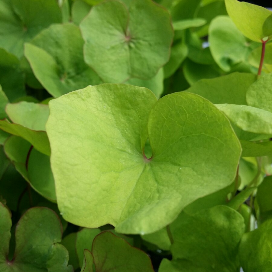 Blue Twinleaf in the GardenTags plant encyclopedia