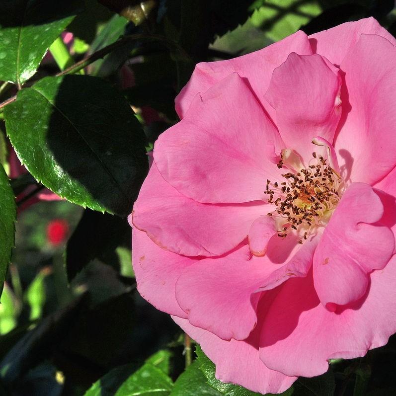 Rosa Bantry Bay in the GardenTags plant encyclopedia Rose Bantry Bay in the GardenTags plant encyclopedia