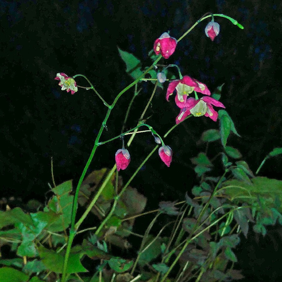 Epimedium x rubrum in the GardenTags plant encyclopedia Red Barrenwort in the GardenTags plant encyclopedia