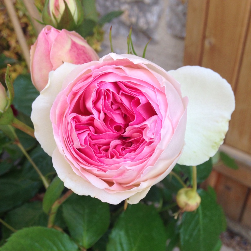 Rose Eden Rose 88 (Climbing) in the GardenTags plant encyclopedia