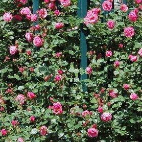 Rosa Pink Perpetue in the GardenTags plant encyclopedia Rose Pink Perpetue in the GardenTags plant encyclopedia