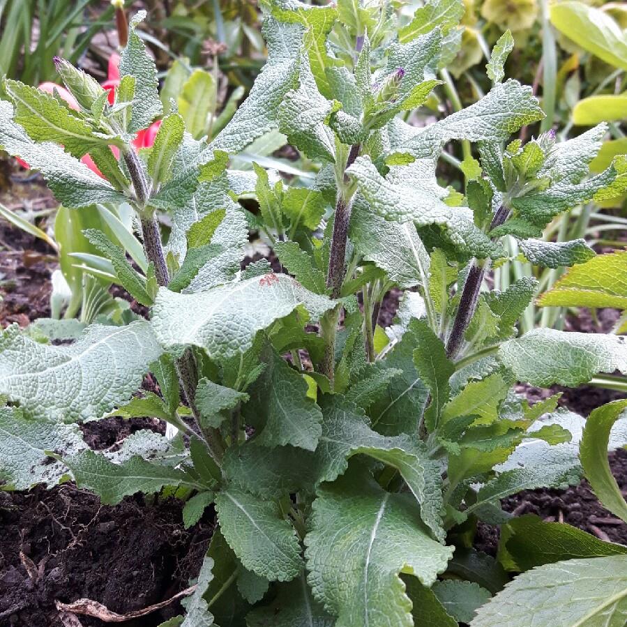 Salvia nemorosa New Dimension Blue in the GardenTags plant encyclopedia Balkan Clary Sage New Dimension Blue in the GardenTags plant encyclopedia