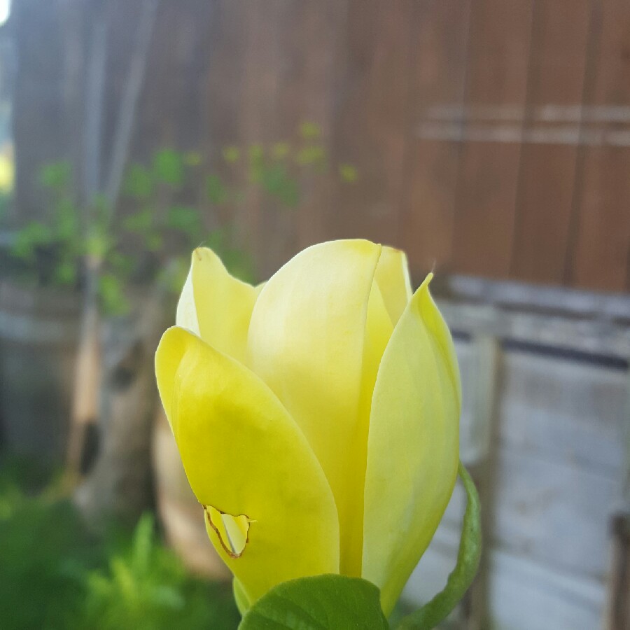 Magnolia acuminata Yellow Bird in the GardenTags plant encyclopedia Yellow Bird Magnolia in the GardenTags plant encyclopedia