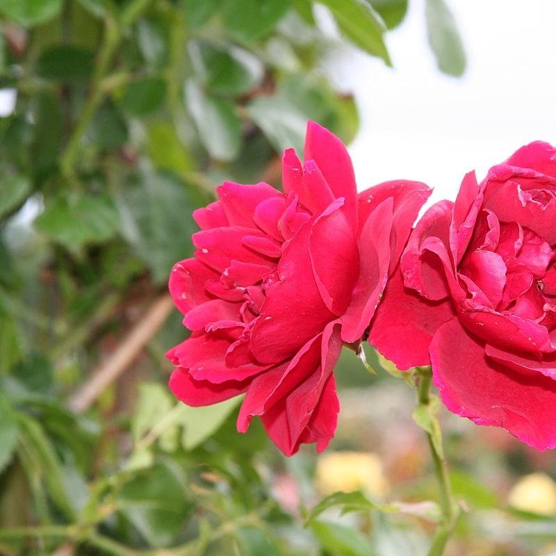 Rosa Sympathie syn. Rosa Sympathy in the GardenTags plant encyclopedia Rose Sympathie (Climbing Kordesii) in the GardenTags plant encyclopedia