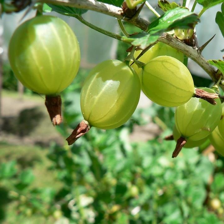 Ribes uva-crispa Hinnonmaki Grun in the GardenTags plant encyclopedia Gooseberry Hinnonmaki Grun in the GardenTags plant encyclopedia