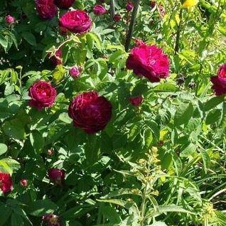 Rose Duc de Cambridge (Damask) in the GardenTags plant encyclopedia