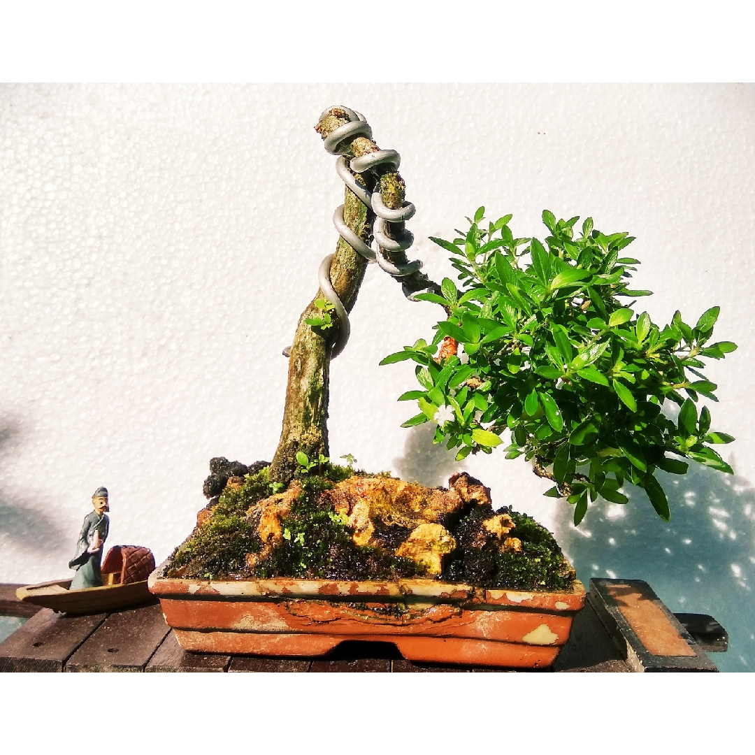 Serissa Japonica in the GardenTags plant encyclopedia Bonsai Tree Of A Thousand stars in the GardenTags plant encyclopedia