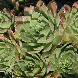 Sempervivum Carmen in the GardenTags plant encyclopedia Sempervivum Carmen in the GardenTags plant encyclopedia