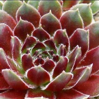 Sempervivum Royal Opera in the GardenTags plant encyclopedia Sempervivum Royal Opera in the GardenTags plant encyclopedia