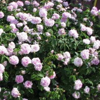 Rosa Gloire de Guilan in the GardenTags plant encyclopedia Rose Gloire de Guilan (Damask) in the GardenTags plant encyclopedia