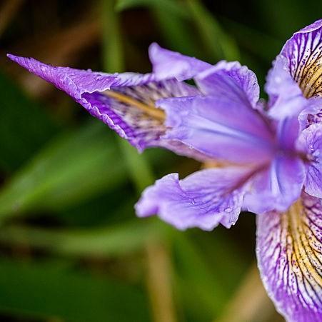 Iris Tenax in the GardenTags plant encyclopedia Tough Leaf Iris in the GardenTags plant encyclopedia