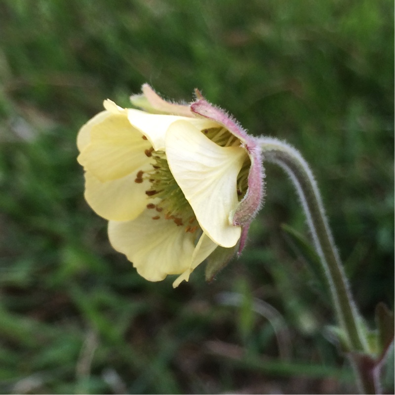 Avens Lemon Drops in the GardenTags plant encyclopedia