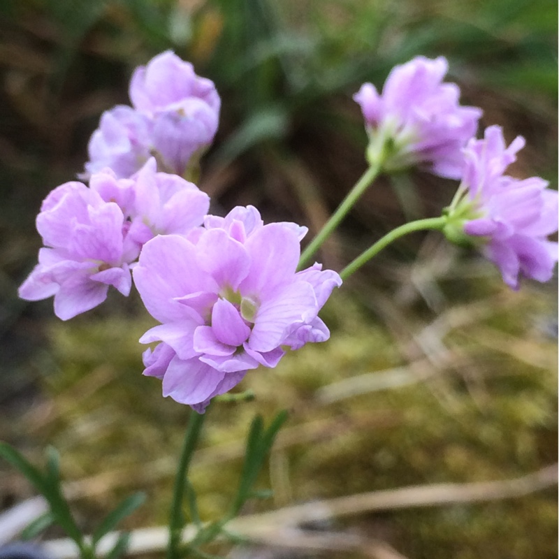 Cardamine pratensis Flore Pleno in the GardenTags plant encyclopedia Double Cuckoo Flower in the GardenTags plant encyclopedia