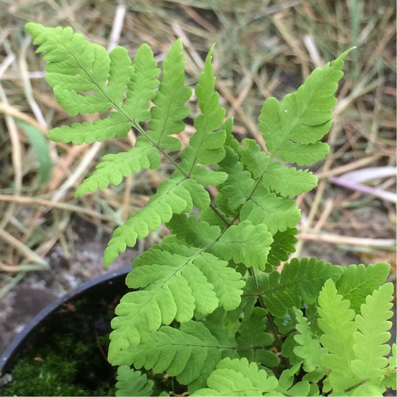 Gymnocarpium dryopteris Plumosum in the GardenTags plant encyclopedia Ruffled Oak Fern Plumosum in the GardenTags plant encyclopedia