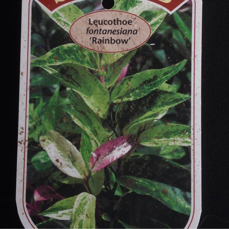 Leucothoe fontanesiana Rainbow in the GardenTags plant encyclopedia Dog-hobble Rainbow in the GardenTags plant encyclopedia