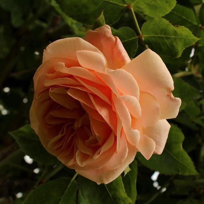 Rose Charles Austin (Shrub) in the GardenTags plant encyclopedia