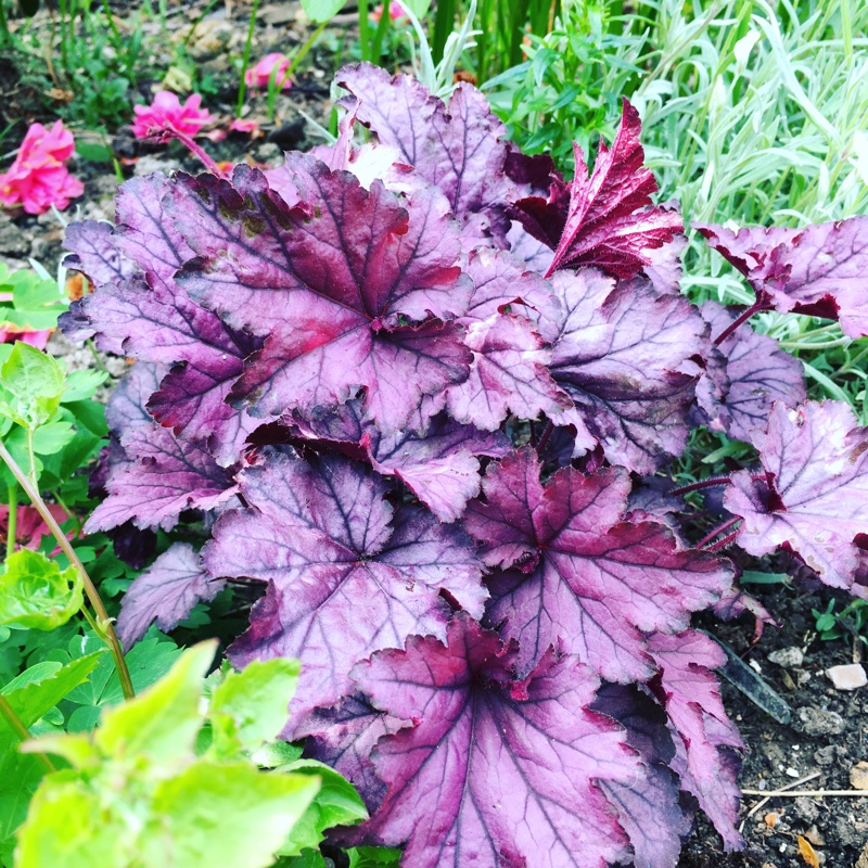 Alumroot Spellbound in the GardenTags plant encyclopedia