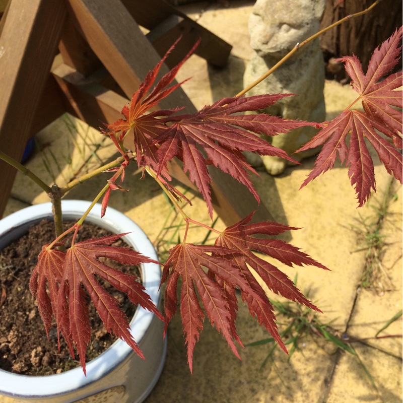 Acer Palmatum Mirte in the GardenTags plant encyclopedia Japanese Maple Mirte in the GardenTags plant encyclopedia