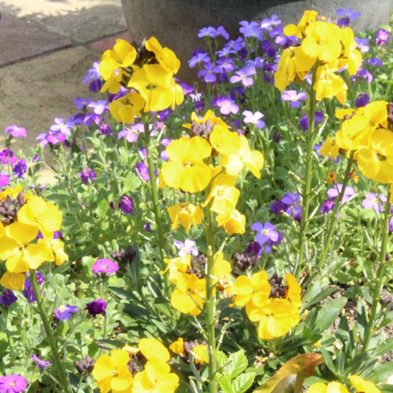 Erysimum Yellow Bird in the GardenTags plant encyclopedia Wallflower Yellow Bird in the GardenTags plant encyclopedia