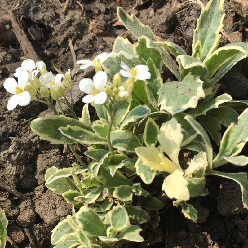 Arabis Alpina Caucasica Variegata in the GardenTags plant encyclopedia Variegated Rock Cress in the GardenTags plant encyclopedia