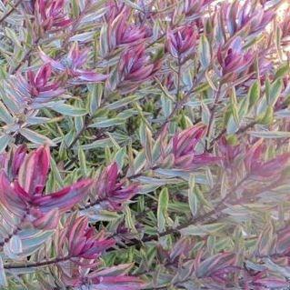 Hebe Purple Shamrock in the GardenTags plant encyclopedia Shrubby Veronica Purple Shamrock in the GardenTags plant encyclopedia