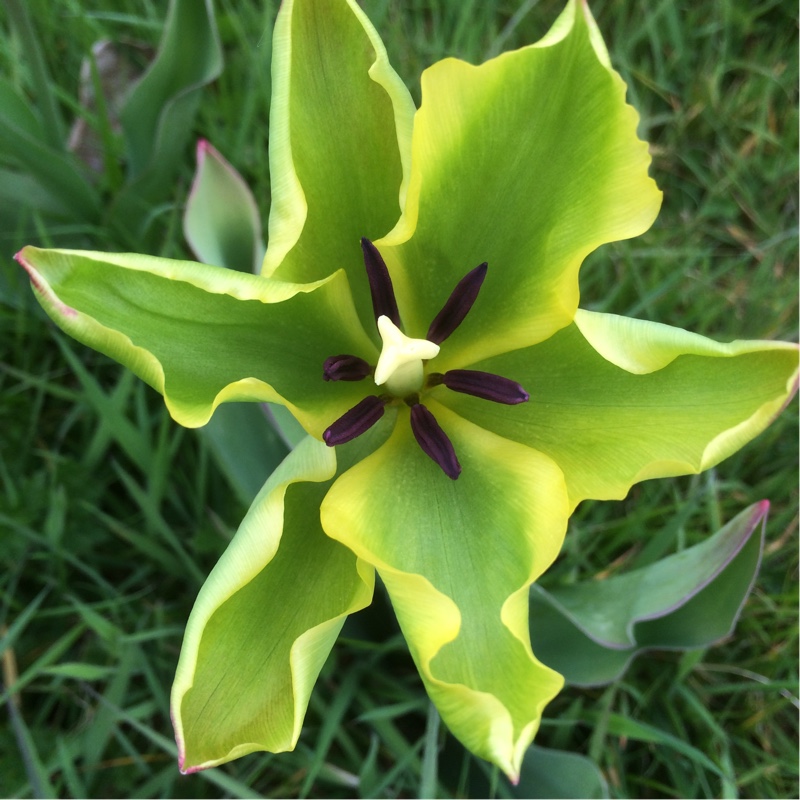 Tulipa Formosa in the GardenTags plant encyclopedia Tulip Formosa (Viridiflora) in the GardenTags plant encyclopedia