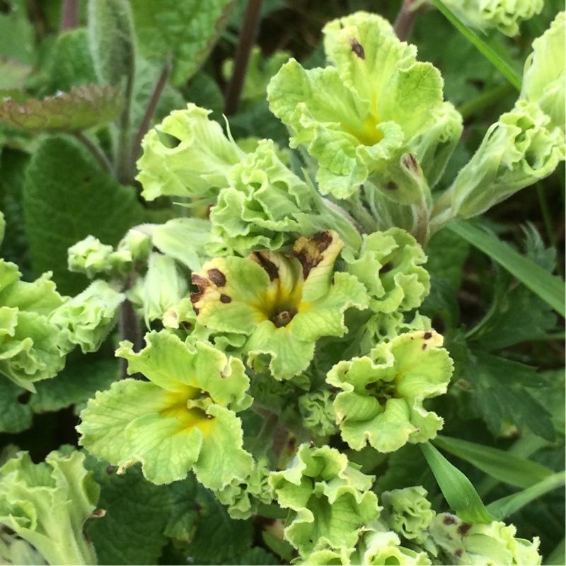 Primula Francisca in the GardenTags plant encyclopedia Polyanthus Francisca; Primula Green Lace in the GardenTags plant encyclopedia